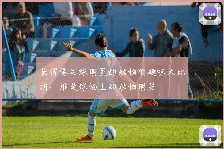 长得像足球明星的动物们趣味大比拼，谁是球场上的动物明星